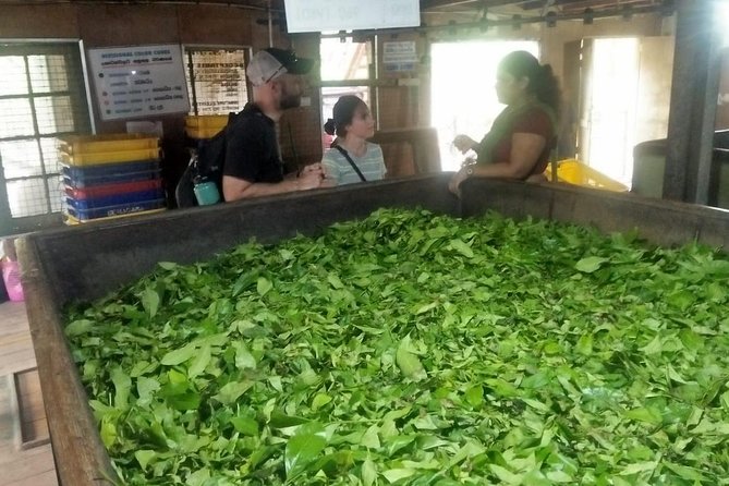 03 Nights in Amazing Sri Lanka - Day 3: Tea country, the Nanu Oya train, and Ella