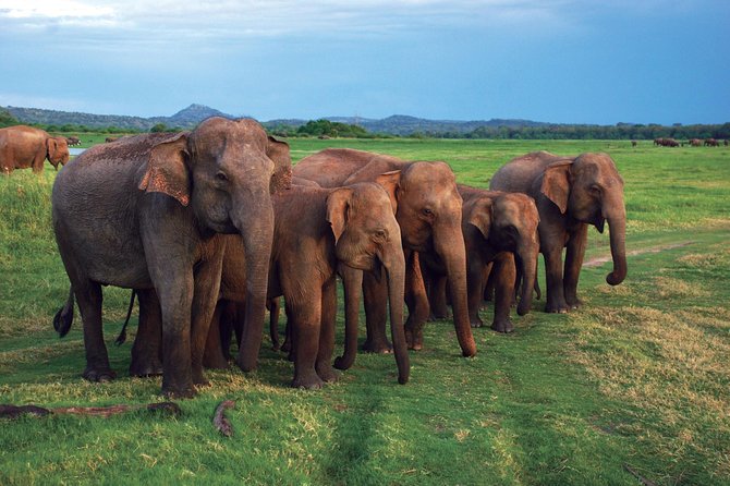 03 Nights in Amazing Sri Lanka - The driver-guide makes the difference
