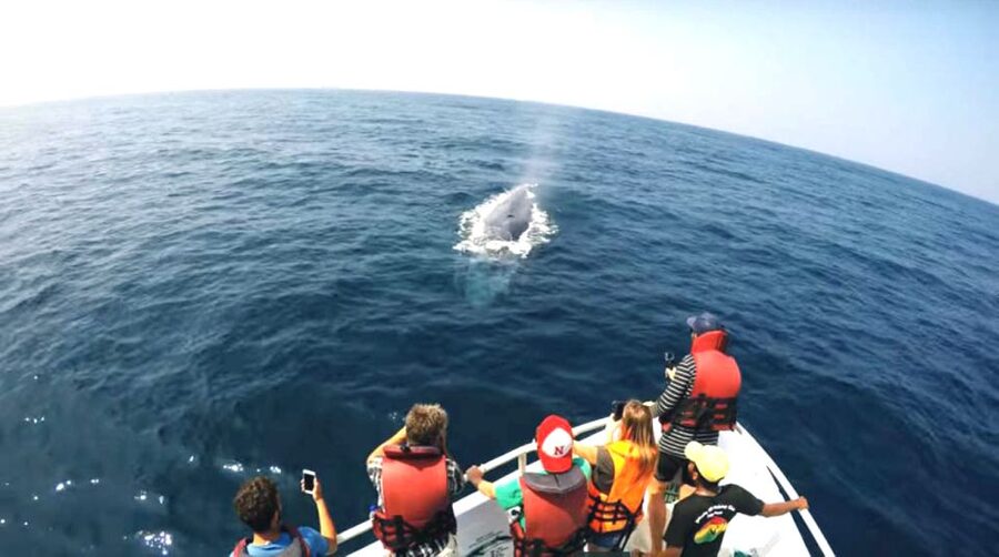 2-Day Whale Watching & Southern Sri Lanka Tour - Hikkaduwa and the west coast beaches