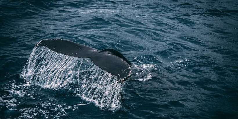 2-Day Whale Watching & Southern Sri Lanka Tour - Day two: whale watching off Mirissa