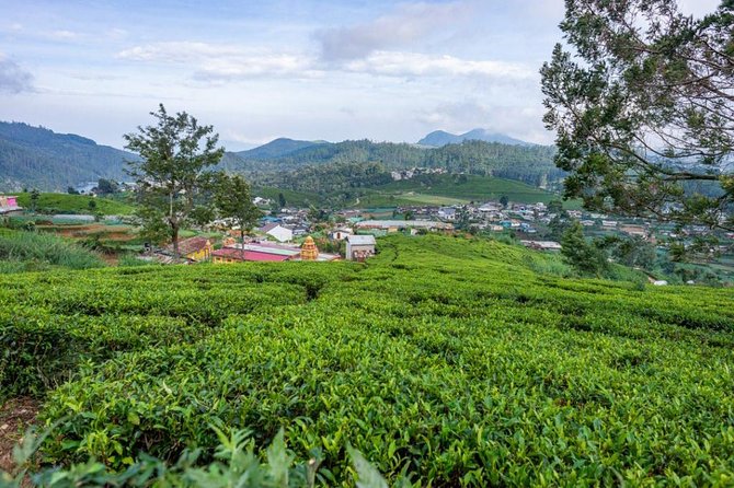 3 Days Tour to Kandy, Nuwara Eliya & Sigiriya - Dambulla, spices, and the return to Colombo