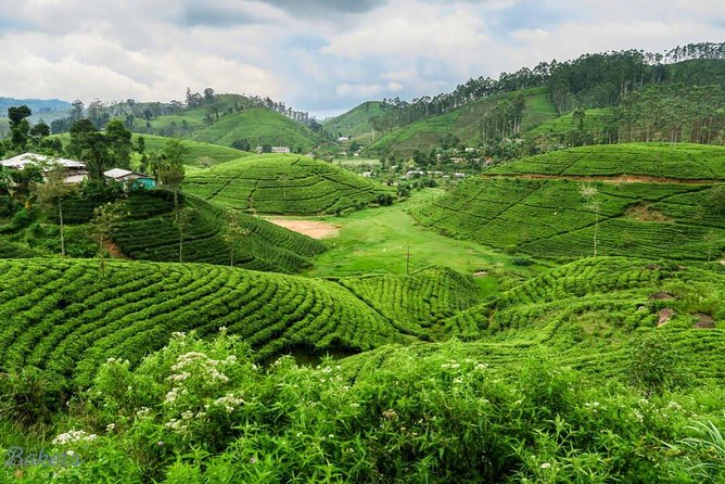3 Days Tour to Kandy, Nuwara Eliya & Sigiriya - Should you book the three-day Sri Lanka circuit?