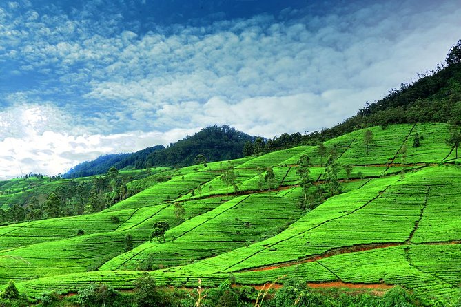 3 Days Tour to Kandy Nuwara Eliya & Sigiriya from Colombo - Price, meals, and the real value
