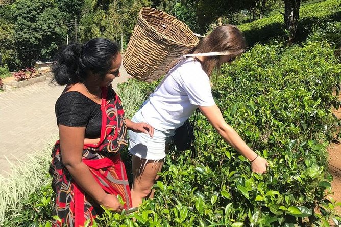 5 Days Tour in Sri Lanka (Hotels with Breakfast & Luxury Car) - What is included, and what needs extra money