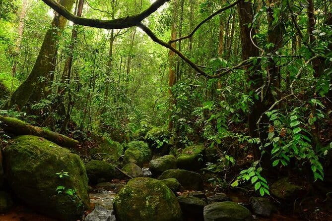 7 Days Private Guided Tour in Sri Lanka - Day 3: Kandy’s sacred temple and the tea hills