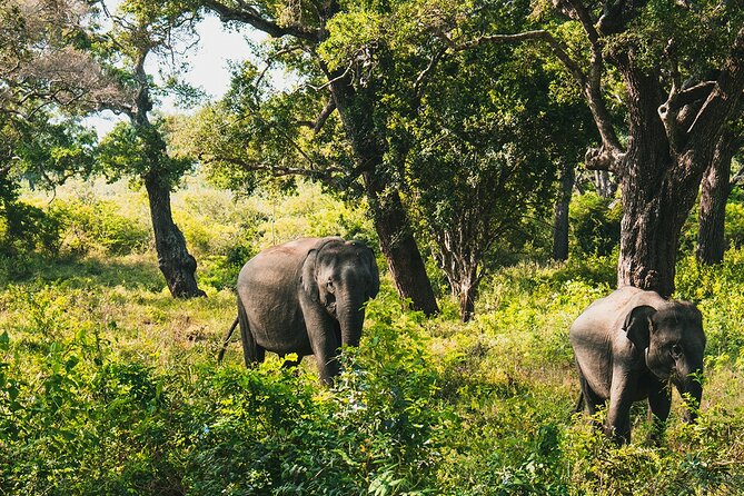 8 Days Sri Lanka Private Round Tour - Day three: Ambuluwawa and Nuwara Eliya tea country