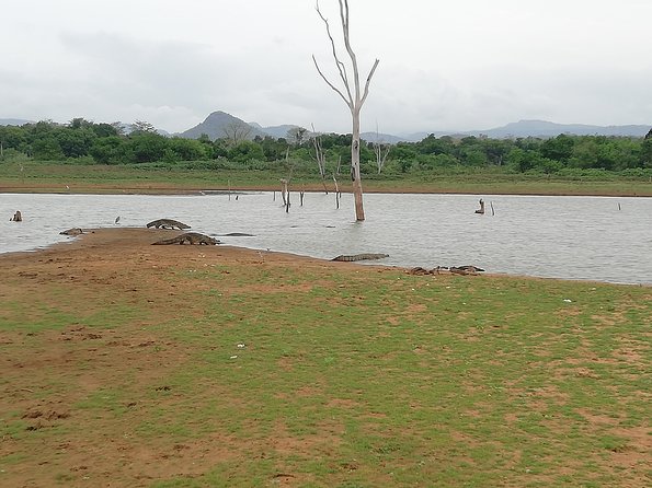 A Udawalawa Park safari, Tour from Colombo/Galle- (All inclusive) - Who will enjoy this private safari