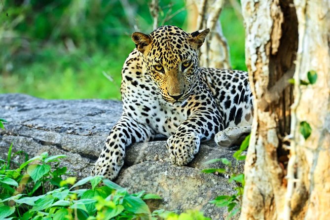 All Inclusive Leopard Nest Treehouse Safari in Yala - Reaching Leopard Nest through Yala Junction
