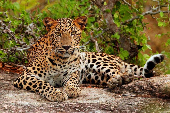 All inclusive Private jeep safari at Yala National park - A very long day from Colombo to Yala