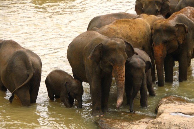 All inclusive Private jeep safari at Yala National park - Finishing in Tissamaharama