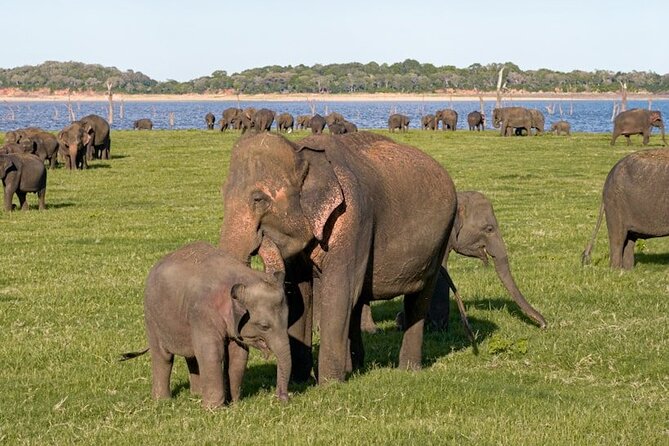 All-inclusive Sigiriya, Dambulla and Wildlife Safari from Colombo - Sigiriya Rock Fortress is the centerpiece