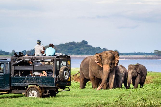 All-inclusive Sigiriya, Dambulla and Wildlife Safari from Colombo - A private format with room for flexibility