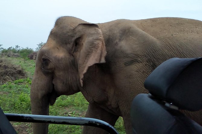 All Inclusive Udawalawe National Park Safari Day Tour from Colombo and Negombo - Why Udawalawe makes a strong day safari