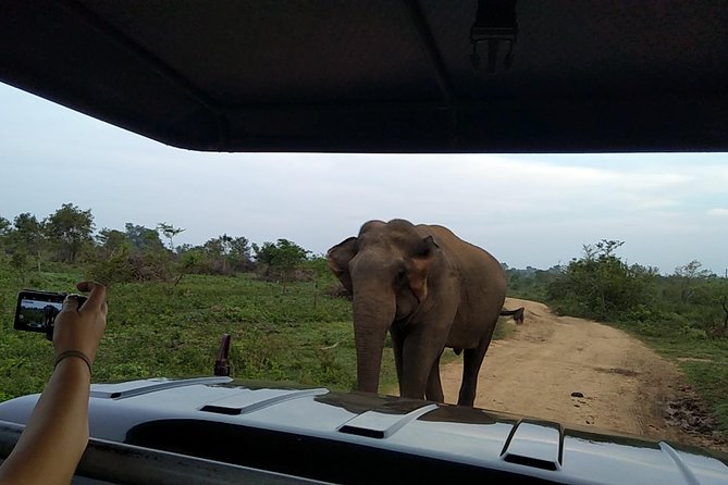 All Inclusive Udawalawe National Park Safari Day Tour from Colombo and Negombo - What the guide and driver add