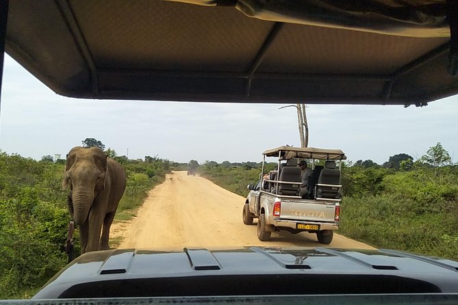All Inclusive Udawalawe National Park Safari Day Tour from Colombo and Negombo - What the $335 price really buys