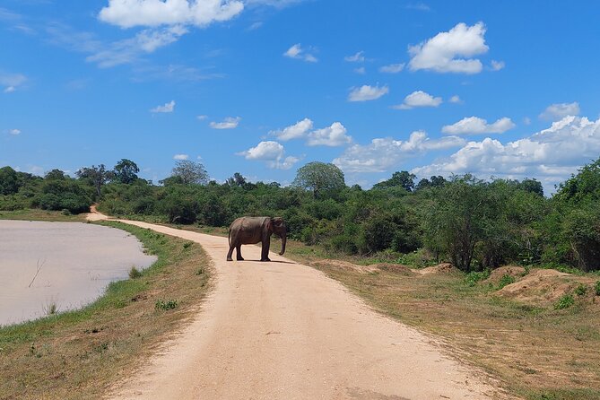 All Inclusive Udawalawe National Park Safari Day Tour from Colombo and Negombo - Practical booking advice before you pay