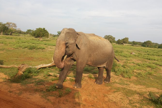All Inclusive Udawalawe National Park Safari Day Tour from Colombo and Negombo - A private road trip from Colombo or Negombo