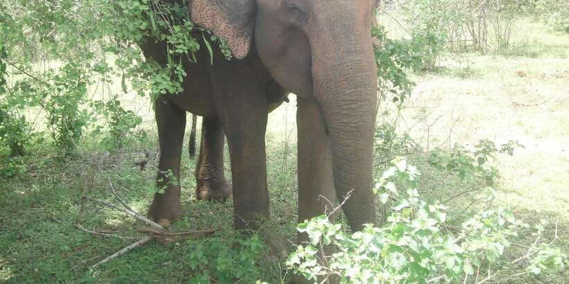 All inclussive Udawalawa National Park Safari From Colombo - Key points to know before booking