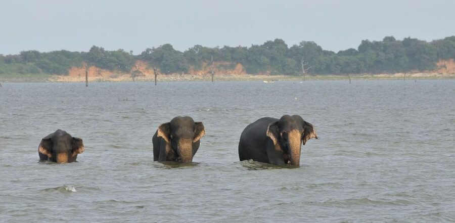 All inclussive Udawalawa National Park Safari From Colombo - Who should book this day trip?