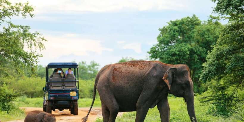 All inclussive Udawalawa National Park Safari From Colombo - Why Udawalawe is worth the long ride