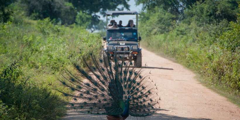 All inclussive Udawalawa National Park Safari From Colombo - The animals you may find