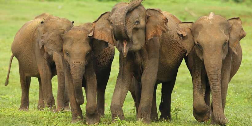 All inclussive Udawalawa National Park Safari From Colombo - The 45-minute Elephant Transit Home visit