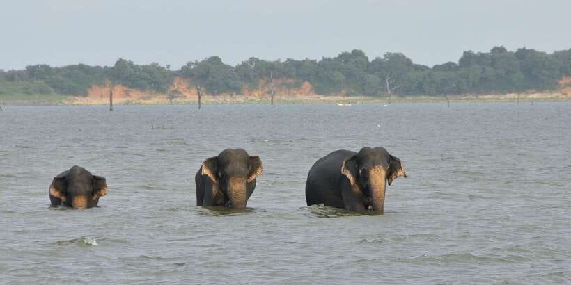 All inclussive Udawalawa National Park Safari From Colombo - The park-name problem you should prevent