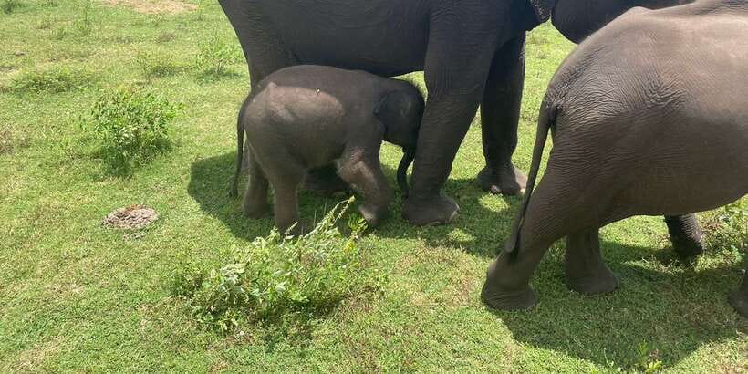 All inclussive Udawalawa National Park Safari From Colombo - The five-hour journey from Colombo