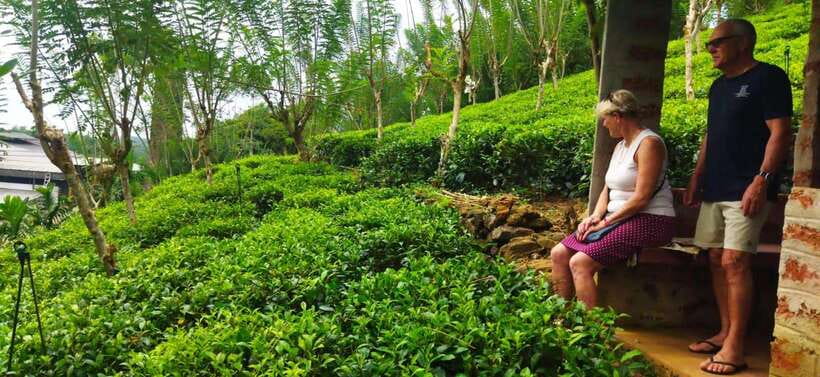 Ceylon Tea Experience from Colombo Port Passenger Terminal - Key points to know before you book