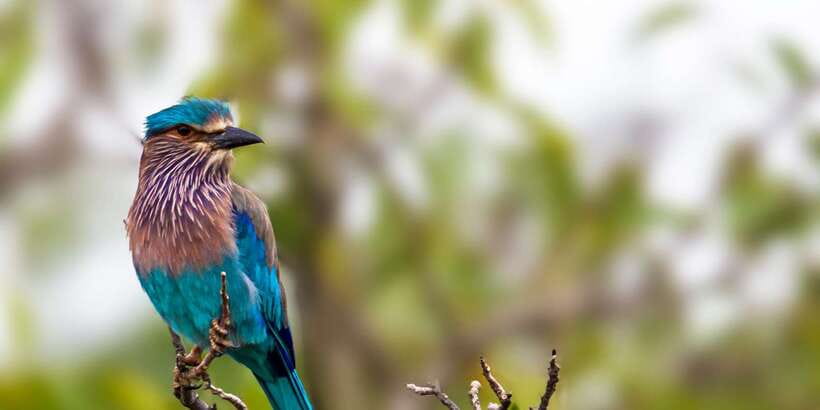 Colombo/Bentota/Kalutara/Ahungalla: Yala Safari Tour - What the price really covers