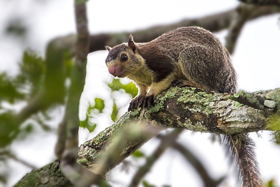 Colombo/Bentota/Kalutara/Ahungalla: Yala Safari Tour - The guides and the quality of the day