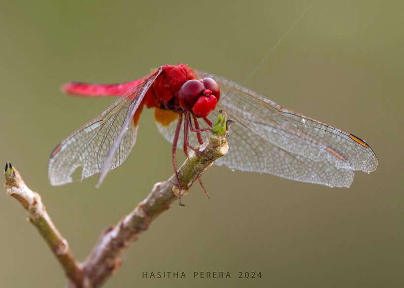 Colombo: Bird watching around Colombo-Guided Tour - 06 hours - Key points for choosing this Colombo bird tour