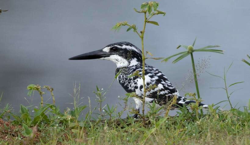 Colombo: Bird watching around Colombo-Guided Tour - 06 hours - Why Colombo is a useful birding base