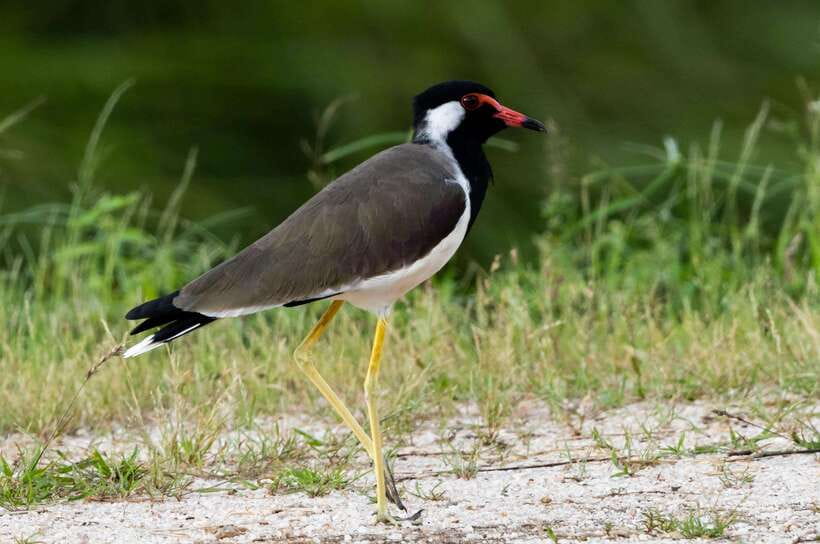 Colombo: Bird watching around Colombo-Guided Tour - 06 hours - First stop: a long look at Colombo’s wetlands