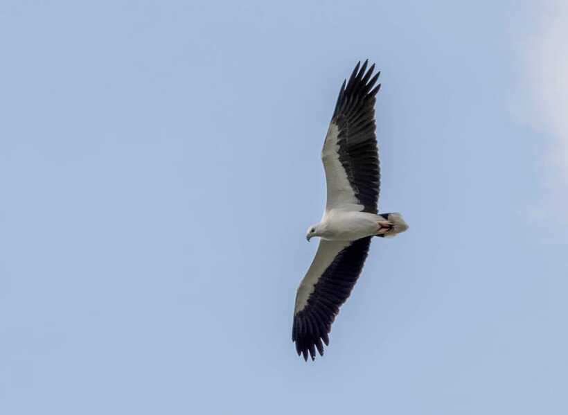 Colombo: Bird watching around Colombo-Guided Tour - 06 hours - Second stop: paddy fields and open country