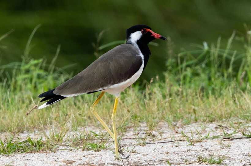 Colombo: Bird watching around Colombo-Guided Tour - 06 hours - Third stop: a small forest patch and the wider search
