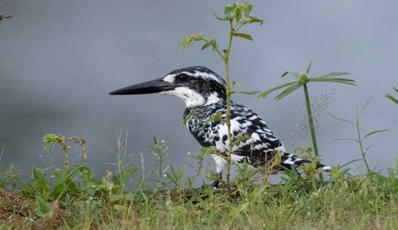Colombo: Bird watching around Colombo-Guided Tour - 06 hours - Hasitha’s role and the private group setting