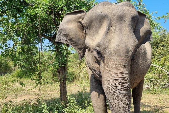 Colombo , Negombo to Trincomalee Transfer and Safari - Turning a long transfer into a day trip