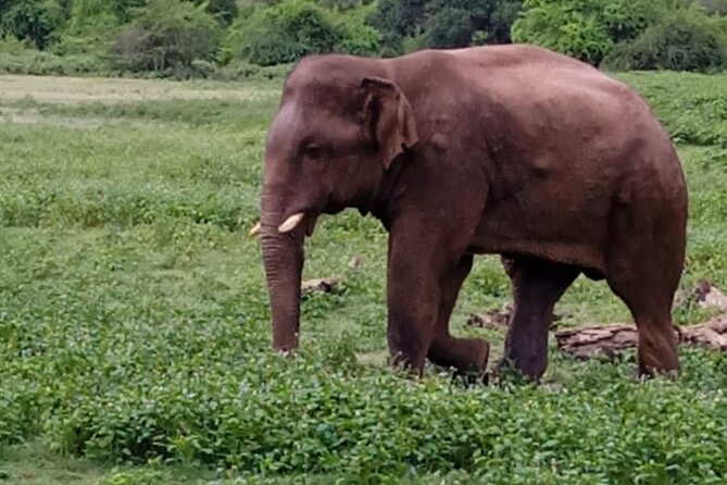 Colombo , Negombo to Trincomalee Transfer and Safari - Habarana and the dry-zone safari