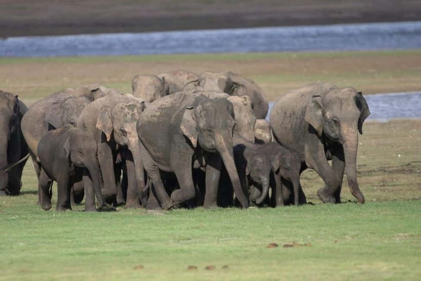 Colombo: Sigiriya, Dambulla Caves, & Wildlife Day Tour - Who should book this day trip