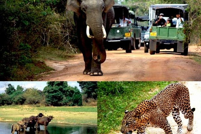 Colombo to Kandy,Ella & Yala 3 Day Tour - Royal Botanical Gardens: three hours among plants and open lawns
