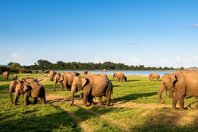 Colombo to Trincomalee Shuttle & Safari Drive - Pelvehera brings a local pause before the safari