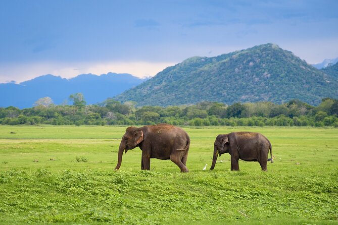 Colombo to Trincomalee Shuttle & Safari Drive - Comfort, communication, and the small-group question