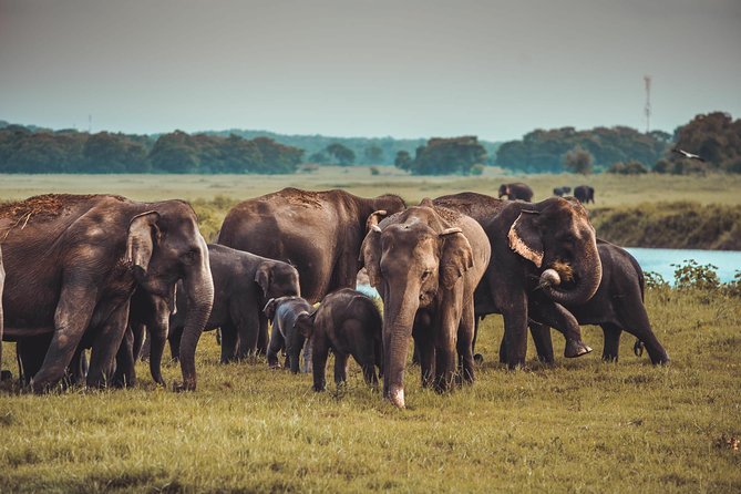 Colombo to Trincomalee Shuttle & Safari Drive - Who should book this long day