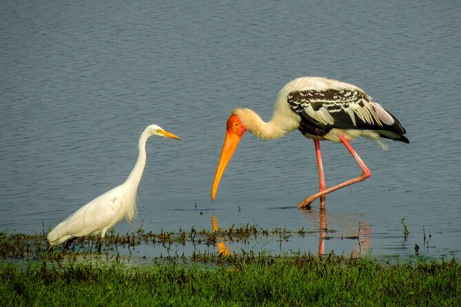 Colombo to Trincomalee Shuttle & Safari Drive - Booking cautions that matter
