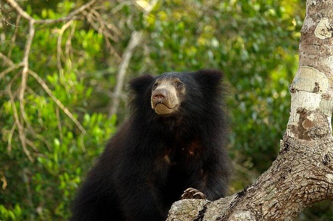Day Excursion to Yala National Park From Colombo - The 6 a.m. start from Colombo