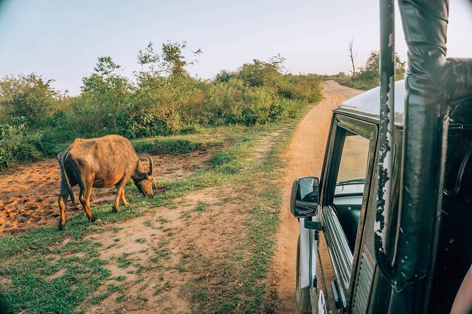 Day Excursion to Yala National Park From Colombo - Entering Yala National Park for three hours