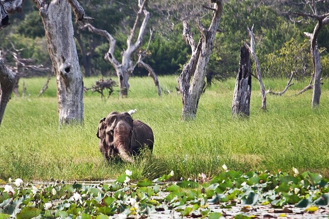 Day Excursion to Yala National Park From Colombo - What you might see at Yala