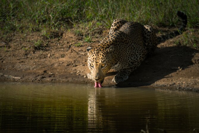 Day Excursion to Yala National Park From Colombo - Is the $133.33 price good value?