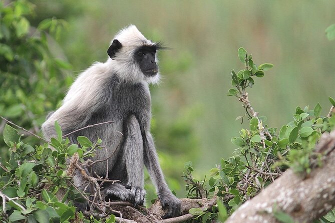 Day Excursion to Yala National Park From Colombo - The road south through Bentota and Hikkaduwa